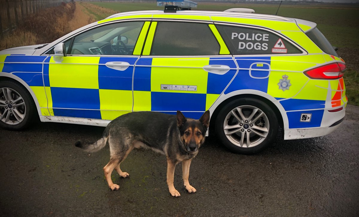 HPDogSection's tweet photo. Humberside Police Dog Section wishes you all a Wonderful and Safe 2021. PD Logan is on duty today ready to help out @humberbeat 🐕👍. @CCLeeFreeman @CSuptCWilson https://t.co/BZEmuHslHb