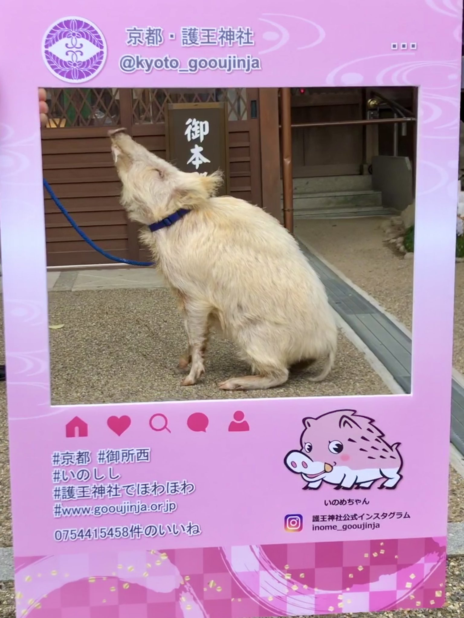 京都 護王神社 本日より6日まで イノシシふれあいコーナーを開催中です イノシシのももちゃんと白イノシシかりんちゃんが境内で参拝者を迎えます イノシシのご機嫌によって不定期にショーも開催 感染症対策を取りつつぜひご参拝いただき ほわほわし 京都 護王神社 本日より6日まで イノシシふれあいコーナーを開催中です イノシシのももちゃんと白イノシシかりんちゃんが境内で参拝者を迎えます イノシシのご機嫌によって不定期にショーも開催 感染症対策を取りつつぜひご参拝いただき ほわほわし