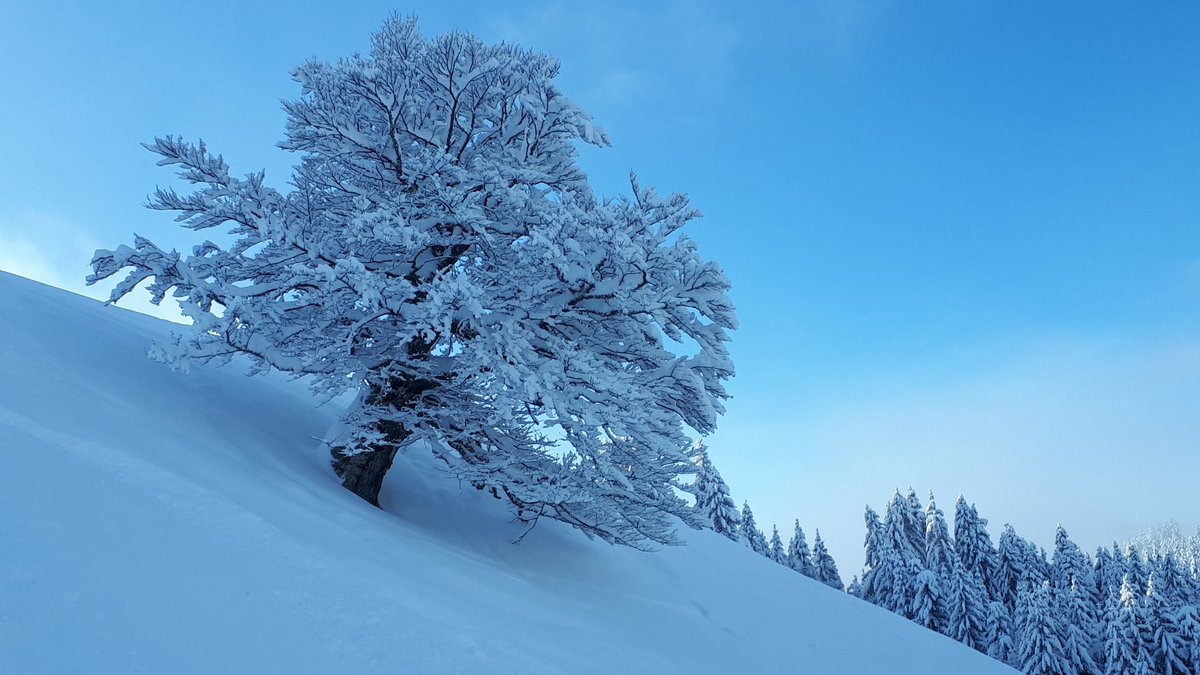 alliumart77's tweet image. There are also some clouds, but may this year be as bright and beautiful as its first morning. 🙏🏻

Happy New Year!

#FirstDayOf2021 #Hope