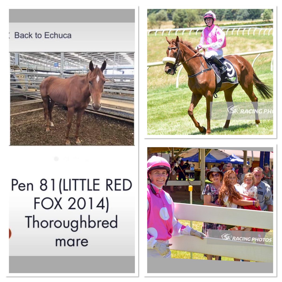 Mikaela Lawrence (@mikaelawrence) on Twitter photo My family rescued Little Red Fox from the Echuca sales for $382 - Today she has broke her maiden and has given me my first winner in my familyās colours, nothing can top this special feeling, Thankyou ā Sonya ā ā¤ļø <a href="/Racing/">Racing.com</a> @RacingInsider My family rescued Little Red Fox from the Echuca sales for $382 - Today she has broke her maiden and has given me my first winner in my familyās colours, nothing can top this special feeling, Thankyou ā Sonya ā ā¤ļø <a href="/Racing/">Racing.com</a> @RacingInsider