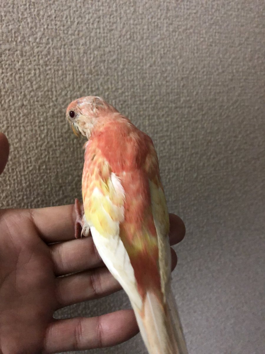 Tuffy アキクサインコ 手乗り 販売 お問い合わせは以下よりお願いいたします T Co Igyndj2fdt 4色ハルクイン アキクサインコ ライラック ファロー 羽衣 セキセイインコ ダブルファクター 4色ハルクイン 飼い方 飼育 販売 手乗り 雛 里親 Tuffy アキクサインコ 手乗り 販売 お問い合わせは以下よりお願いいたします T Co Igyndj2fdt 4色ハルクイン アキクサインコ ライラック ファロー 羽衣 セキセイインコ ダブルファクター 4色ハルクイン 飼い方 飼育 販売 手乗り 雛 里親
