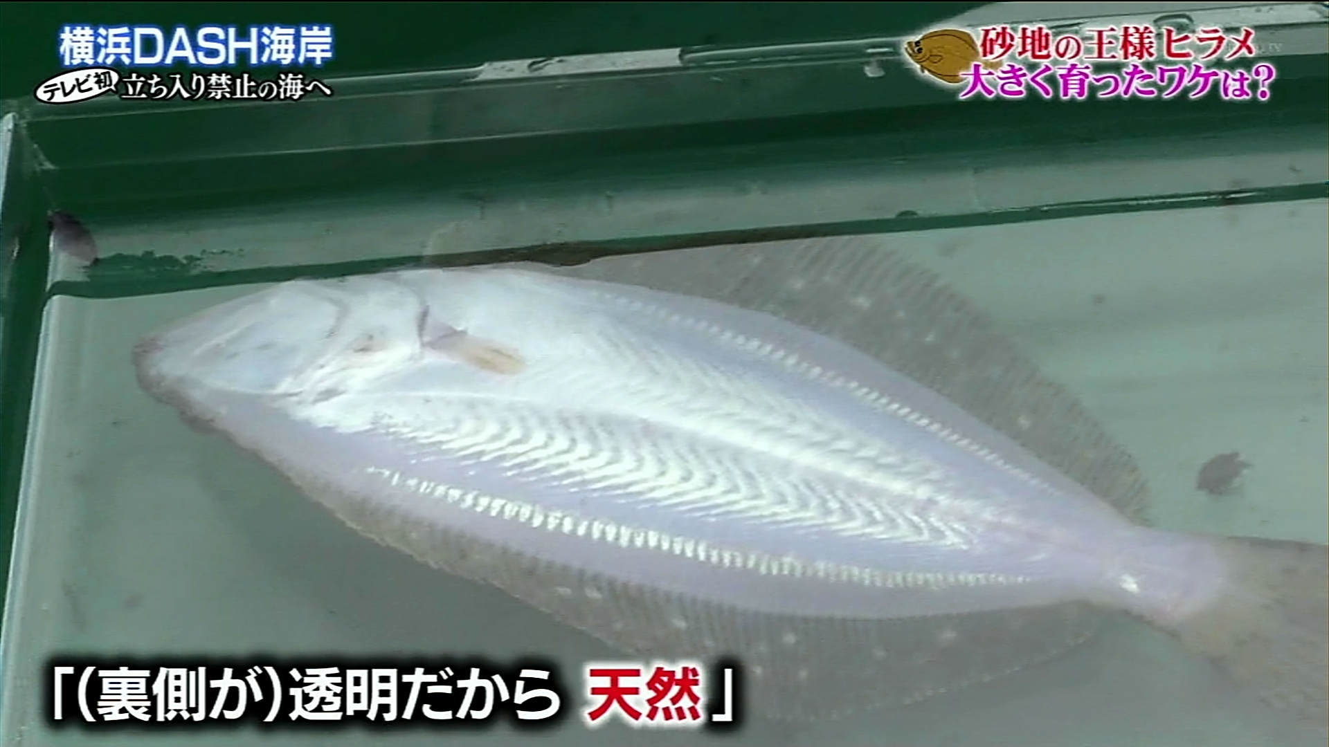 大谷屋 ヒラメを養殖をして分かった謎の特性 味に問題なし 鉄腕dash T Co Nz6fu0hzva Twitter