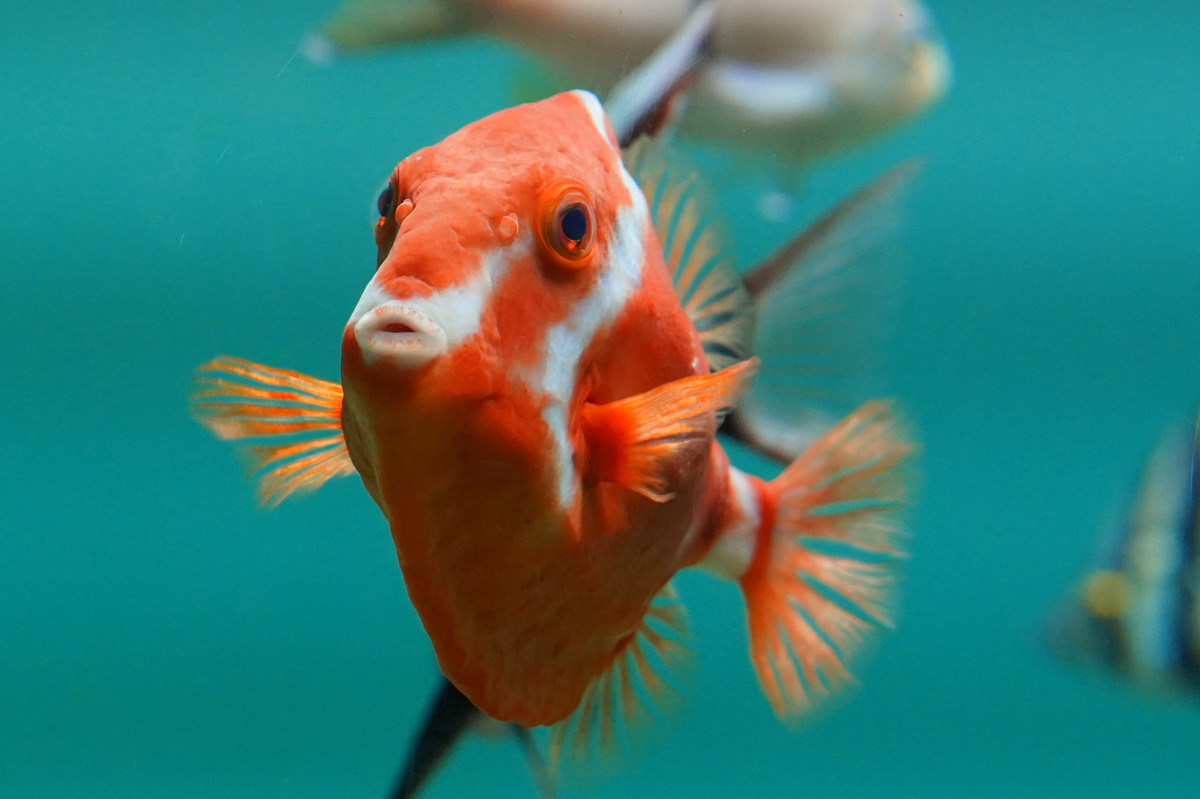 ホワイトバードボックスフィッシュ