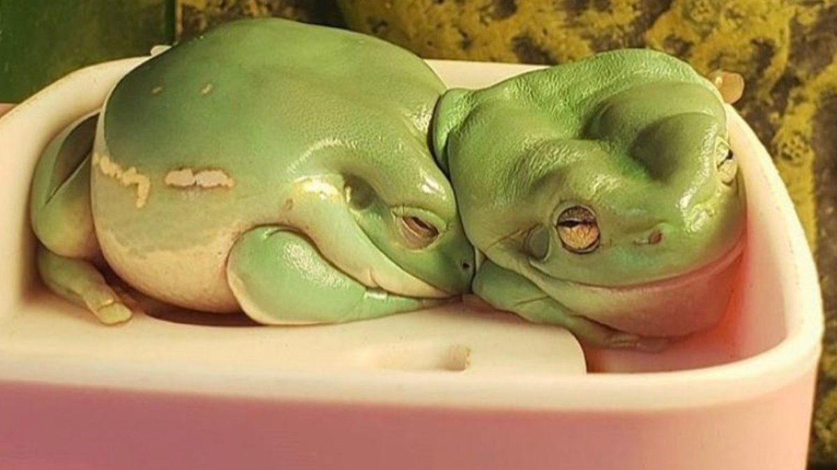  Instagram/frogbattle