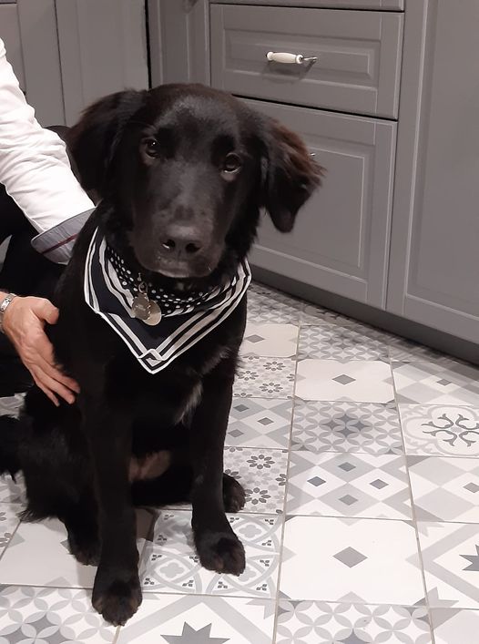 FBB / La vie de nos 3 refuges et des animaux 🏡 tweet media