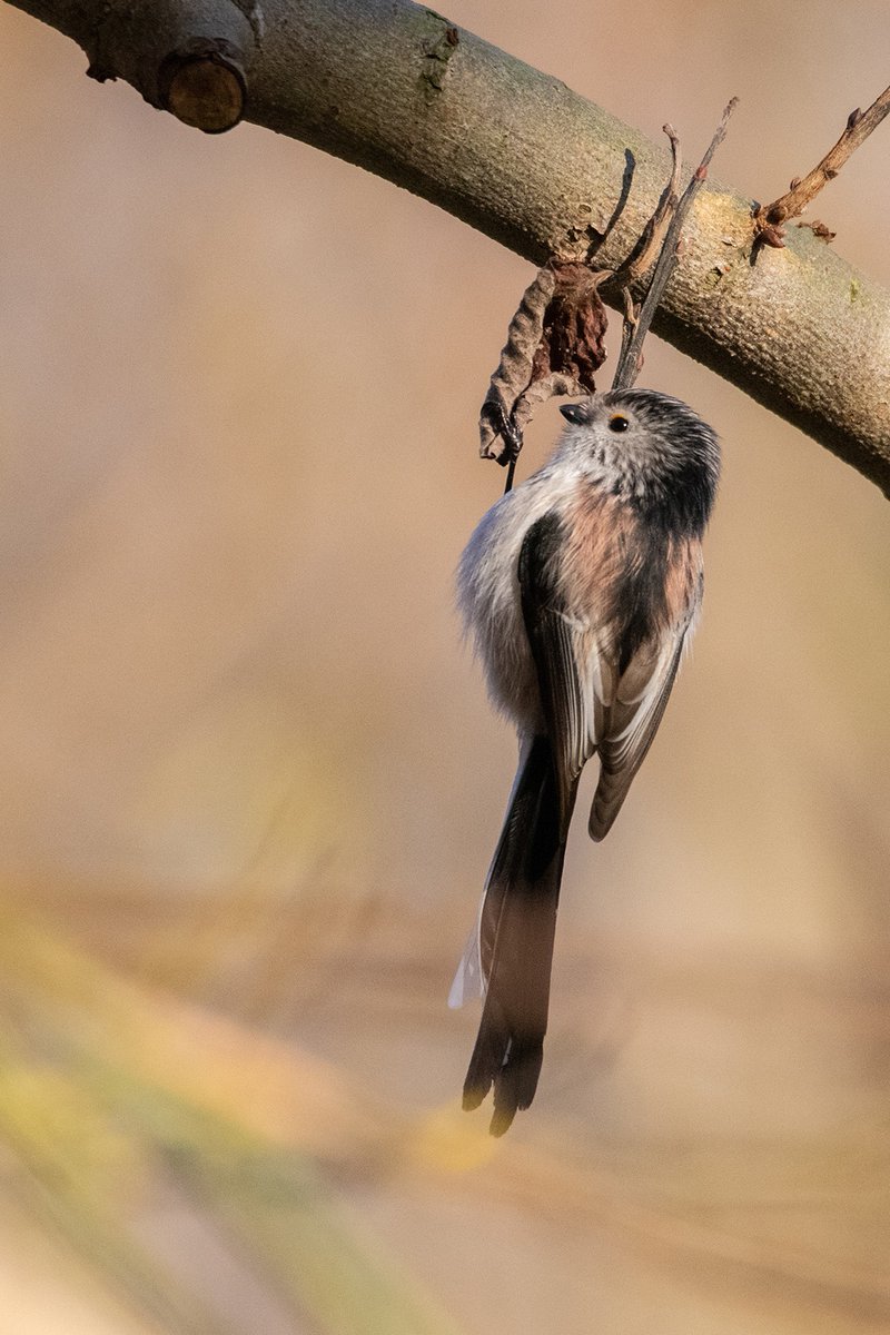 A wee thread with photo highlights from 2020. Best to everyone I’ve met on my wanderings for their companionship and inspiration, and anyone who ever checks in here for their support and encouragement. Figgate Park was a cracking location again. First up, a long-tailed tit.