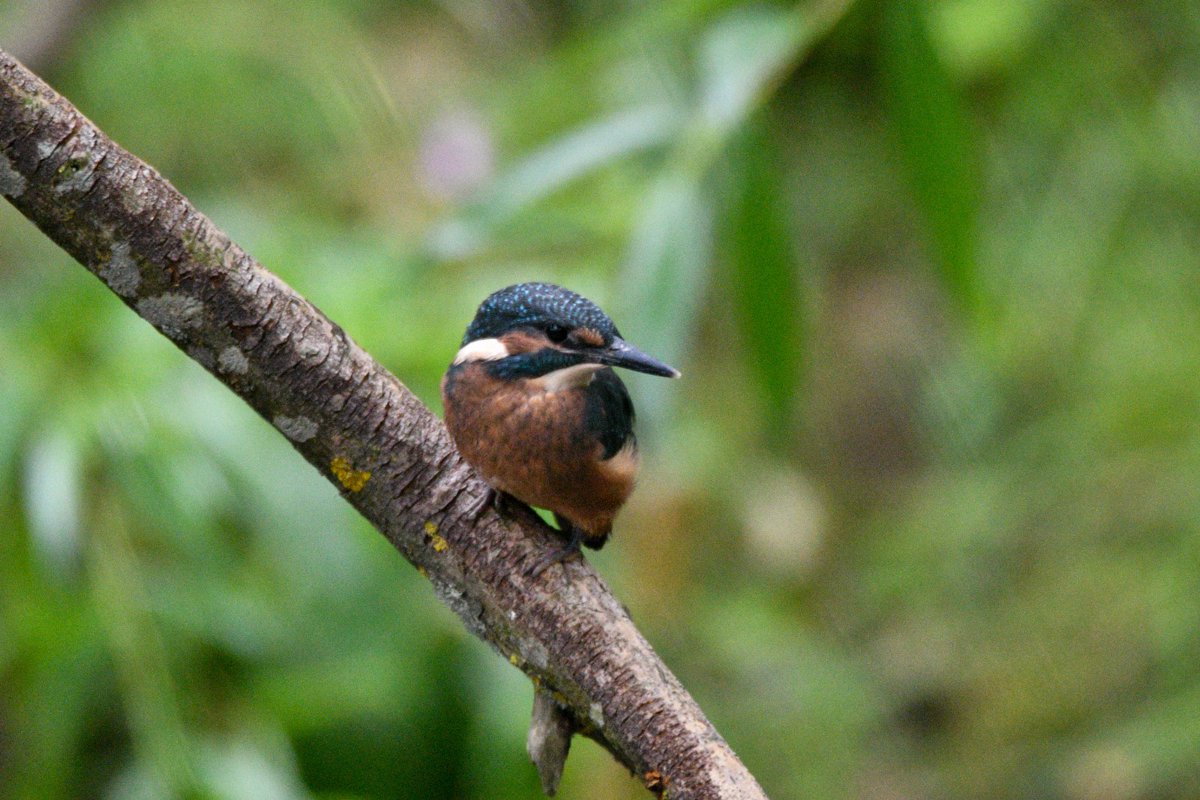 The water of Leith just as productive this year - 35 consecutive days with the kingfishers and family, and several memorable otter encounters.