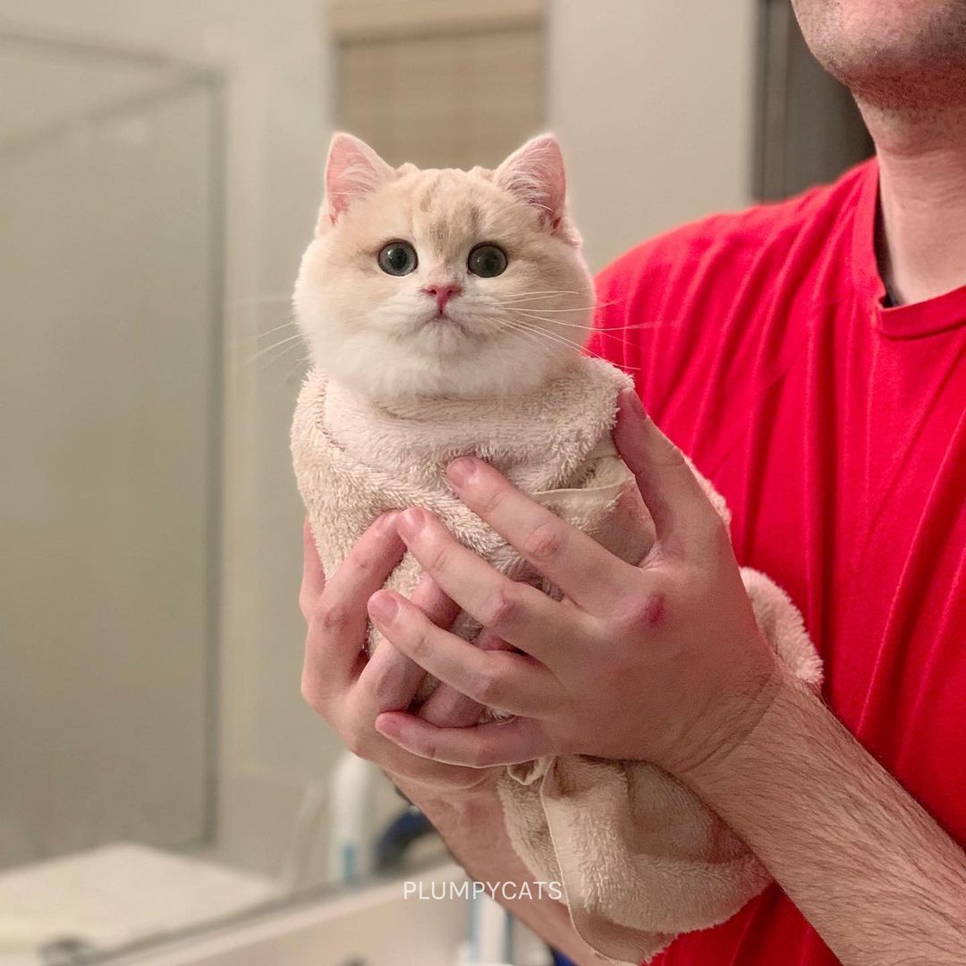 Meowed's tweet photo. From @plumpycats 

Henlo I am purrito!

#meowed #meowedofficial #TheMeowedClub https://t.co/02nw72SUhy
