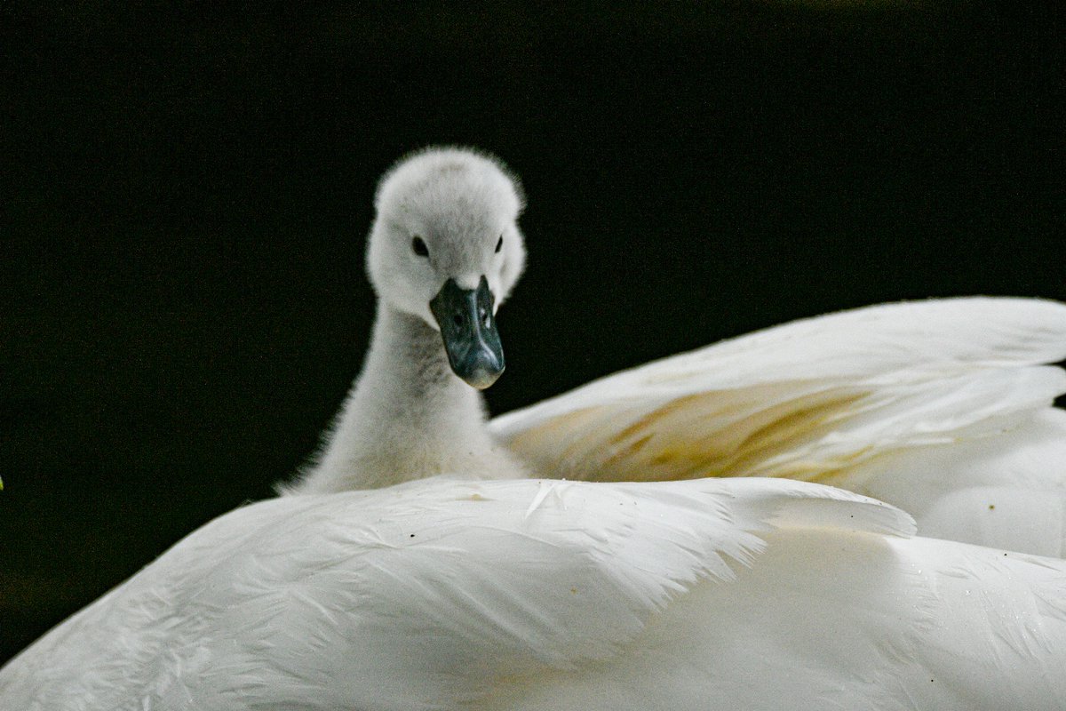 Seeing the swans grow from this to the haphazard fliers of autumn was a real boost, as were the young foxes at Saughton and a firecrest that stood still at Figgate.