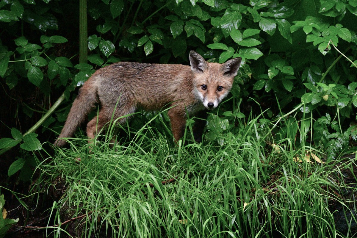 Seeing the swans grow from this to the haphazard fliers of autumn was a real boost, as were the young foxes at Saughton and a firecrest that stood still at Figgate.