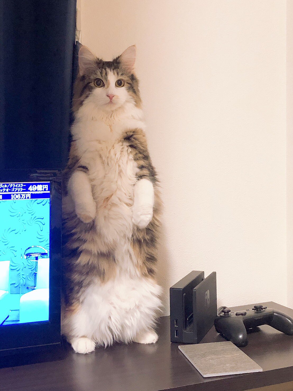 猫面白い画像 Twitter Search Twitter