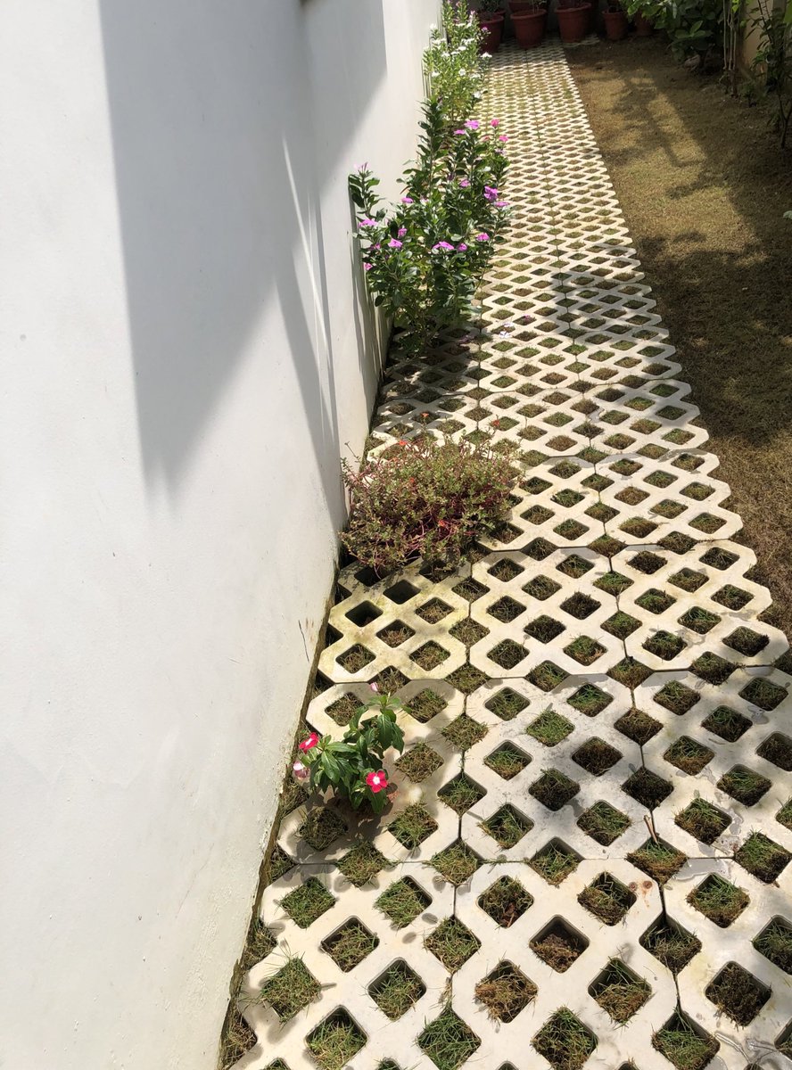 pinterestysoul's tweet image. That’s my New year plant 🌱
I planted it today (first one). 

#firstdayof2021