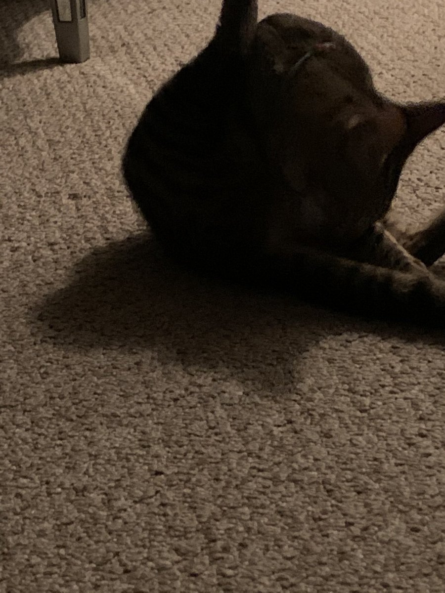 ToadetteFans's tweet image. I have to stay up with him because he’s just a baby and he’s afraid of the dark