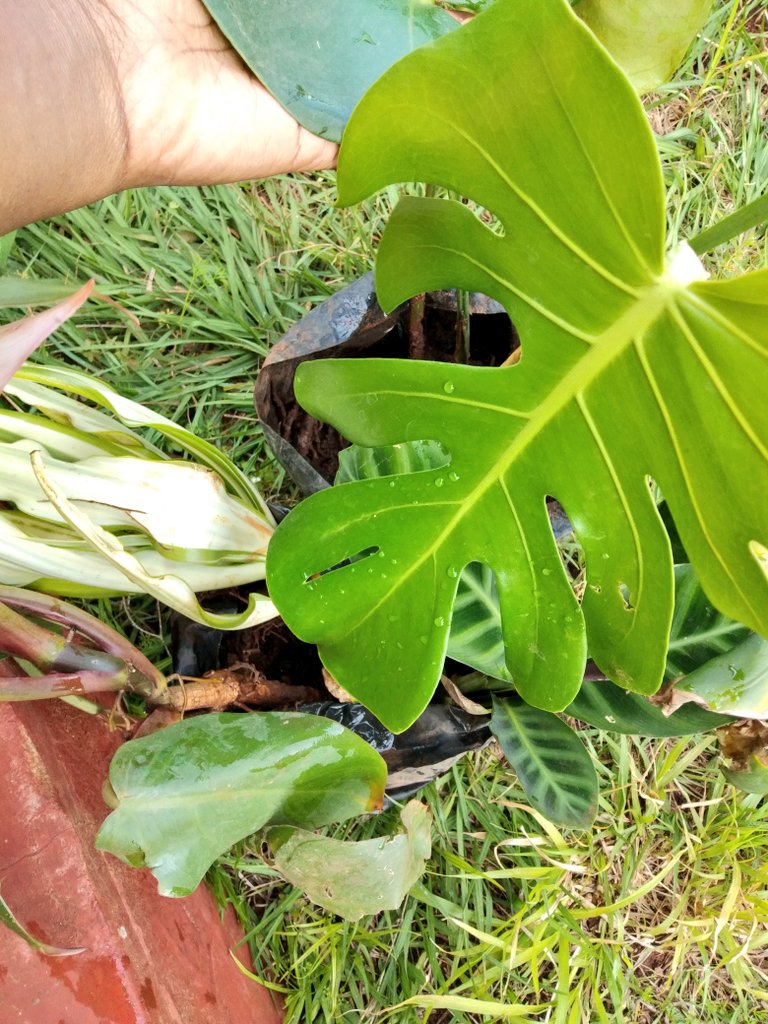 About to pot my new Monstera,  Maranta/Calathea and Snake plant 