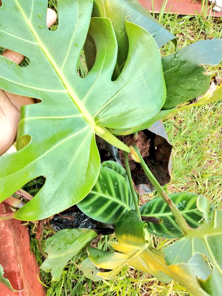 About to pot my new Monstera,  Maranta/Calathea and Snake plant 