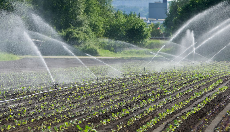 My first job on the neighbor's farm was working in the scalehouse when I was 12. When I was 13, I started moving irrigation pipe for another neighbor. The half-mile long lines of 4" linked aluminum pipes needed to be moved 20 feet down the field to the next water source riser.