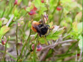 In 2021, let's give bumblebees a fighting chance by providing more native wildflowers in our gardens, green spaces, towns and countryside! The biggest threat to the survival of these pollinating insects is loss of flower-rich habitat, with only 3% of UK meadows now left 🐝