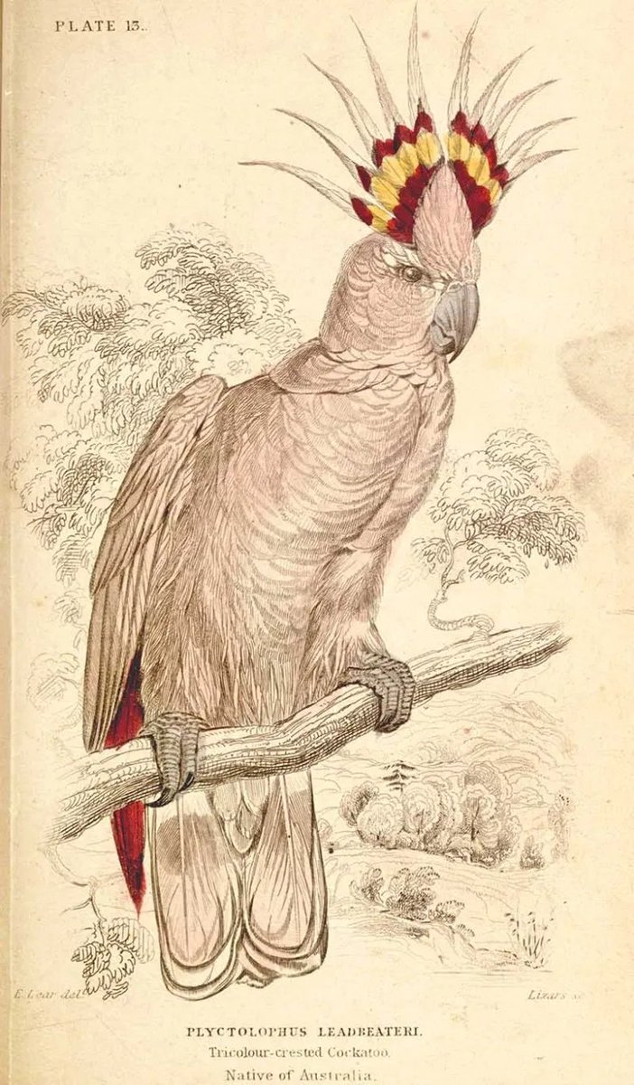 Vigors obtained the pink cockatoo from Benjamin Leadbeater of Piccadilly, London, a merchant with agents across the Empire who procured rare specimens for wealthy private collectors and museums. These were often damaged in transit, leading to some surprising misinterpretations...
