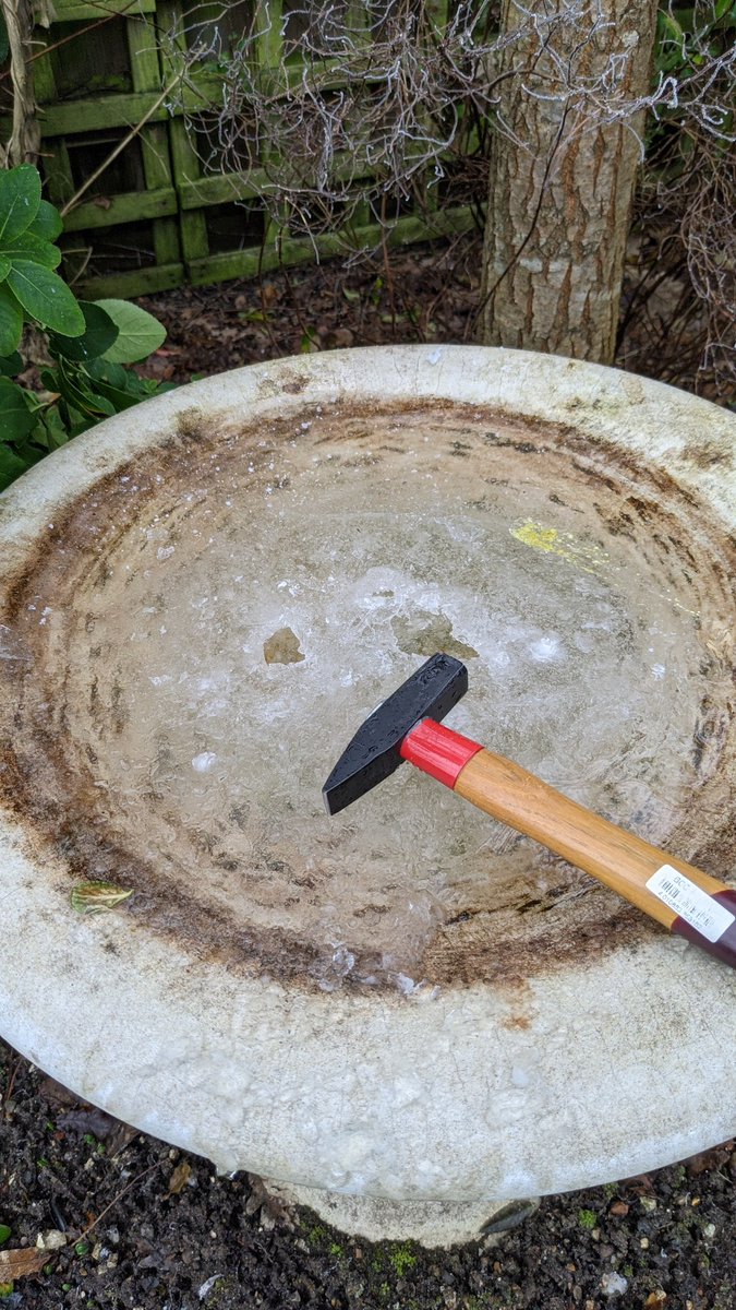 Went out to clear the bird bath of ice... Didn't realize it was ALL ice. 😂