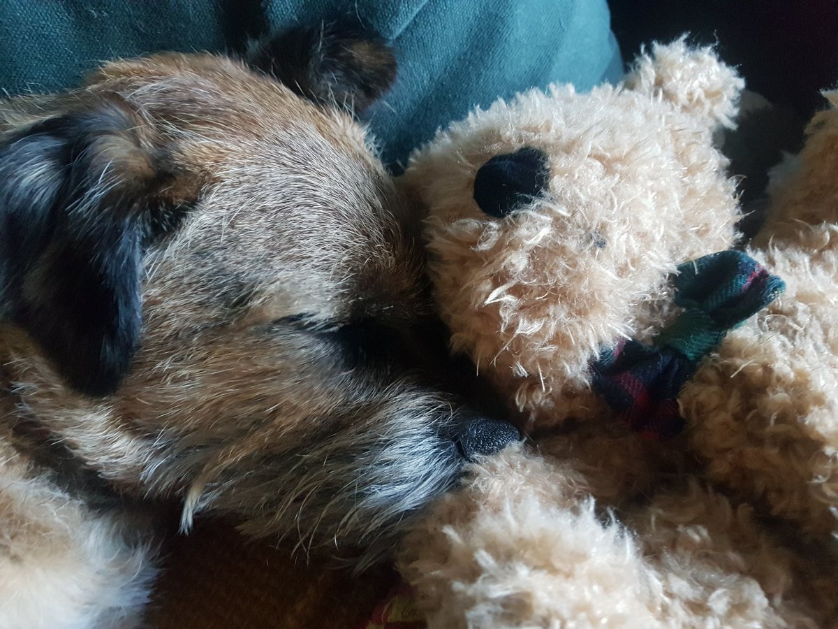 Lets pretend last night never happened....sending everyone pawsitive vibes for 2021! Harris🐾❤🐶