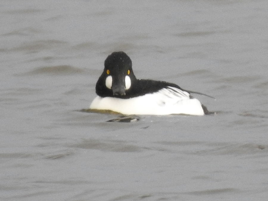 IanFouk's tweet photo. Goldeneye -am- east pond @RSPBSaltholme 
@teesbirds1 https://t.co/vX3AIfECYd
