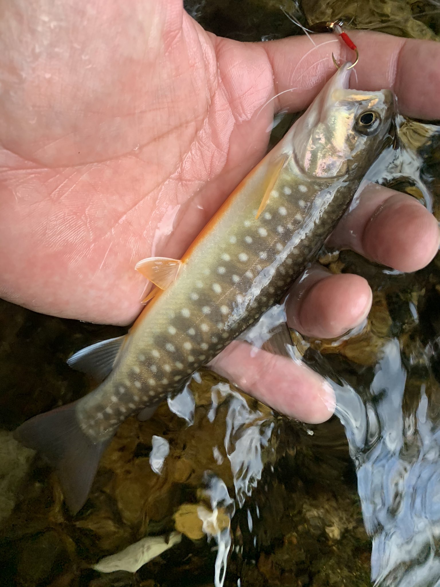 革村 Hontomuri8008 水玉はエゾイワナなんですが 画像のニッコウイワナって奴もいます T Co Srr1goo8zt Twitter 革村 Hontomuri8008 水玉はエゾイワナなんですが 画像のニッコウイワナって奴もいます T Co Srr1goo8zt Twitter