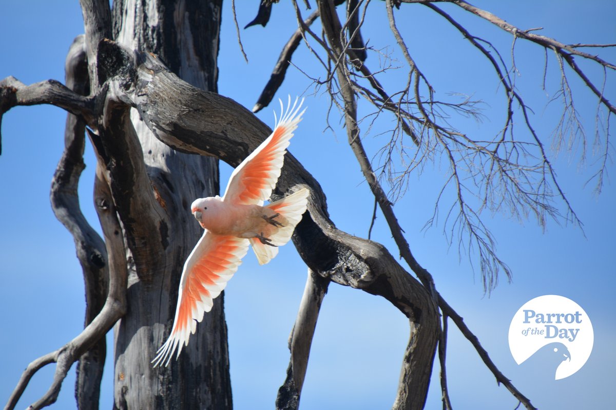 In light of the growing consciousness and recognition of the impact of European colonialism on the First Nations People of Australia, it seems deeply inappropriate and offensive to continue to associate the name Major Mitchell with this gently beautiful bird  #ownpic