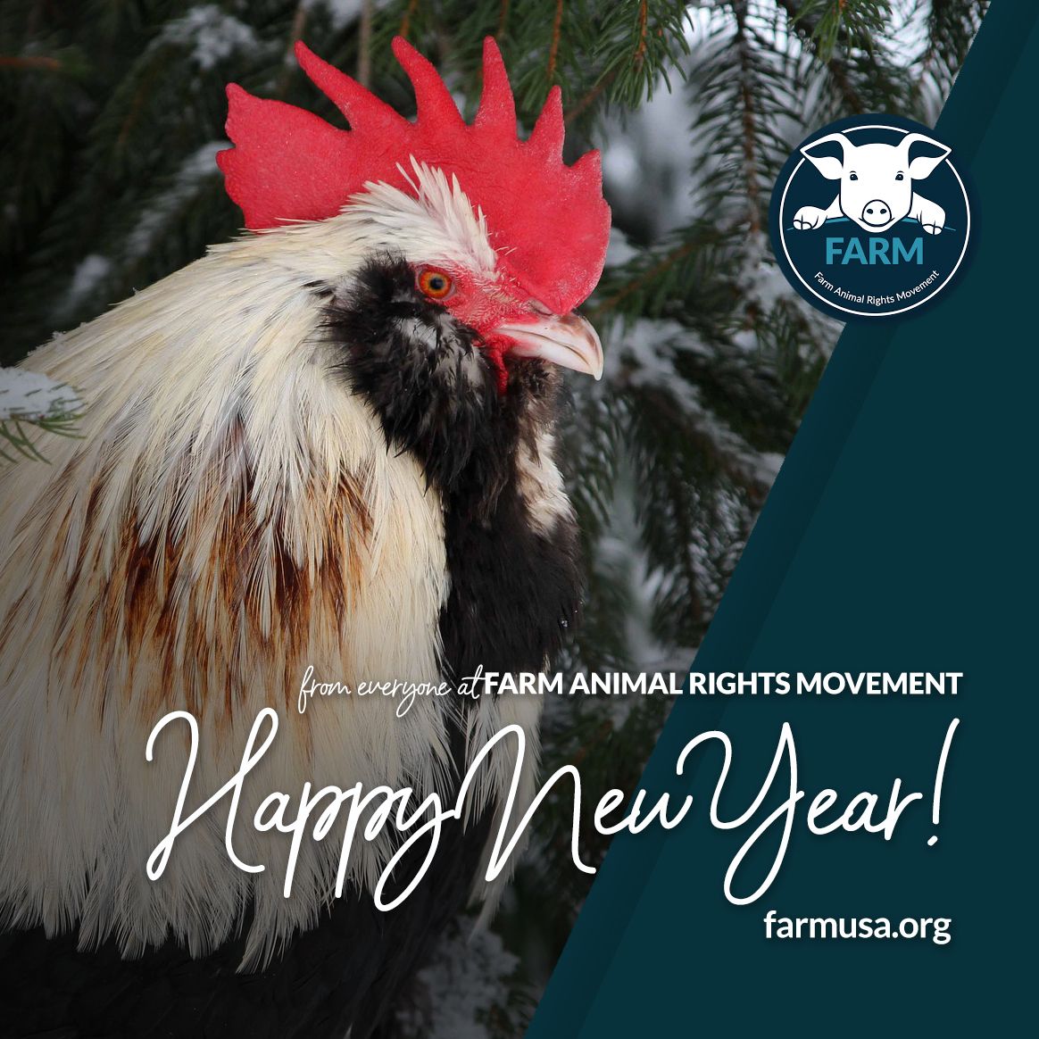 FARM Animal Rights Movement on Twitter: FARM Animal Rights Movement on Twitter: