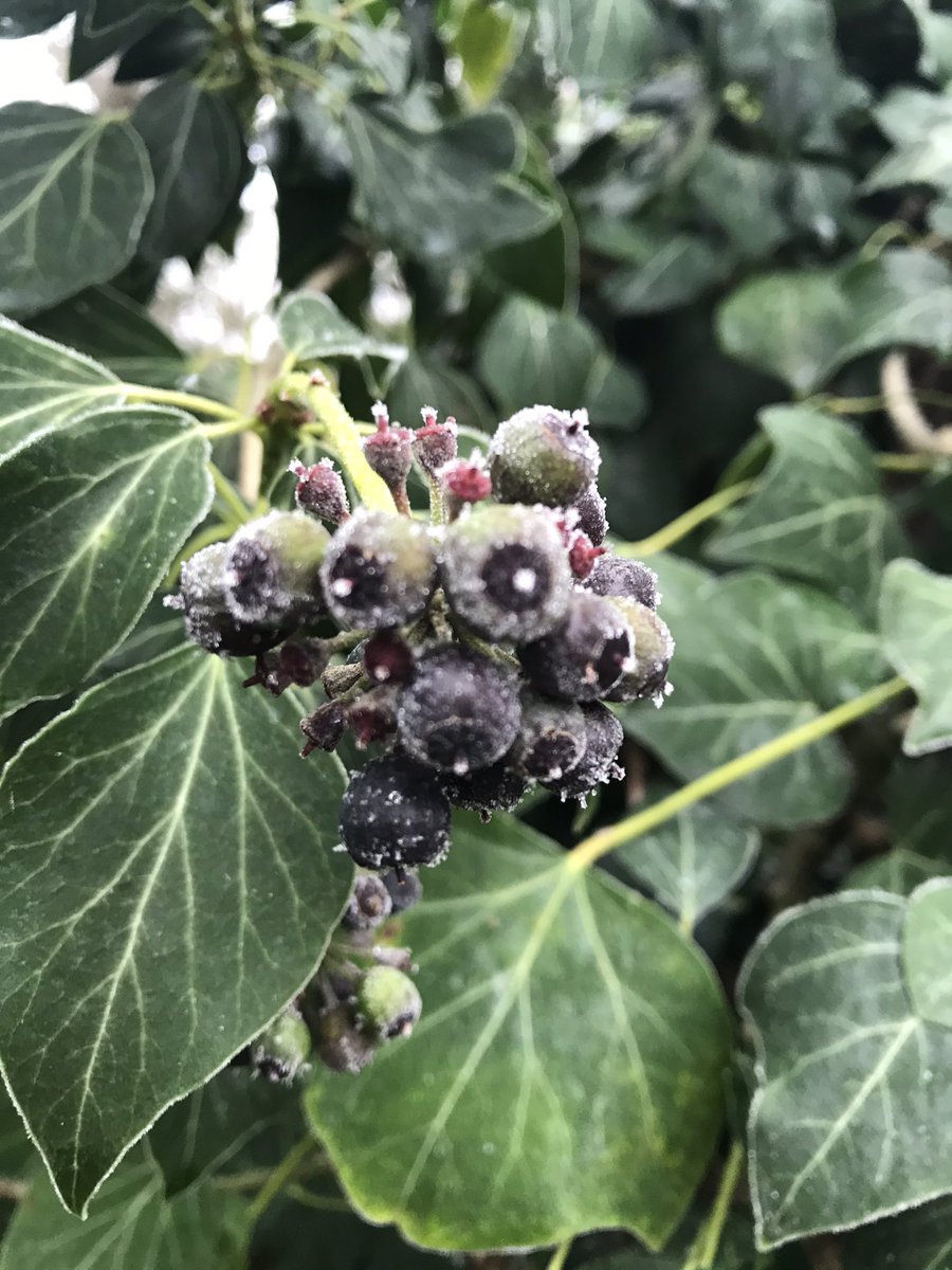 bramwell_mark's tweet image. What better way to start 2021 than with a brisk New Years Day fresh and frosty walk to blow the cobwebs away...here’s to 2021...it can only be better🤞#2021 #thingswillgetbetter #walking