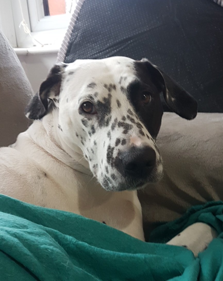 morganother's tweet image. @BBC_HaveYourSay Having read the latest @DefraGovUK guidance, Ella (currently a resident of Britain) remains unclear about the status of her Spanish issued pet passport. She's no fan of needles but likes to holiday in Ireland. Do we need to take any action before her next trip?