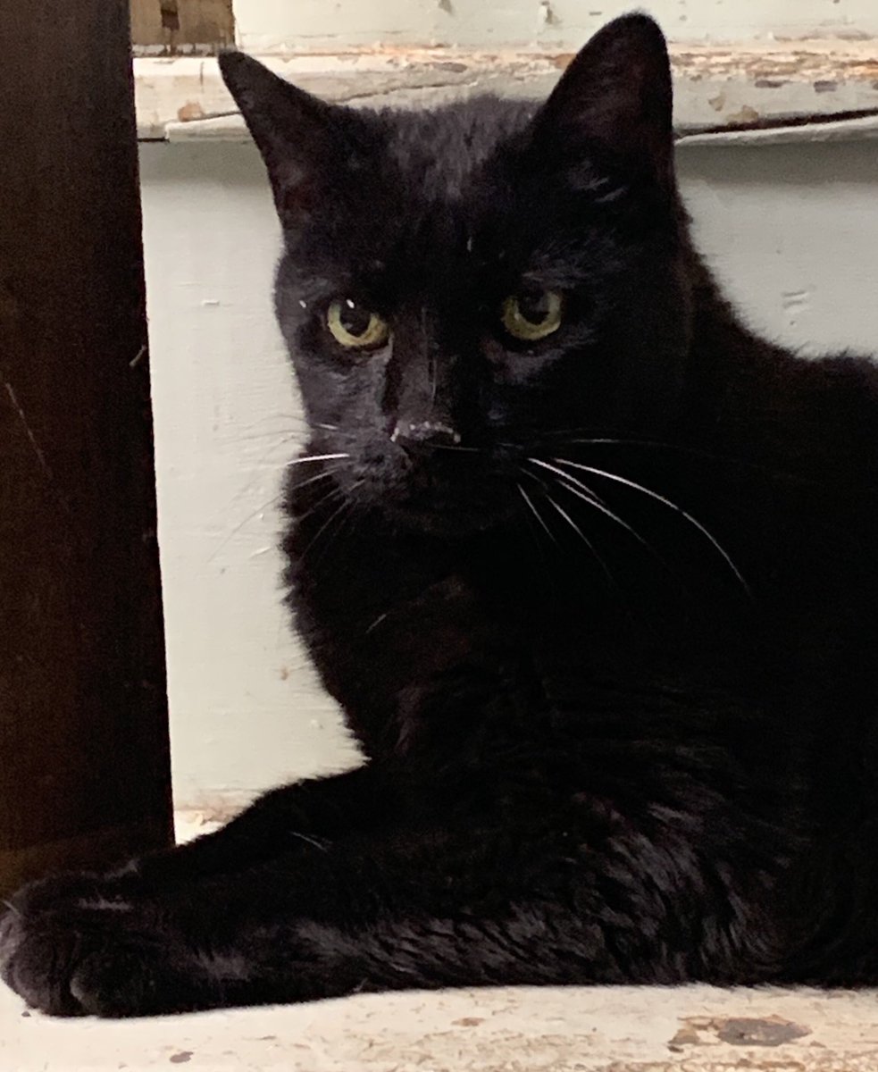 ConnectionKitty's tweet image. 