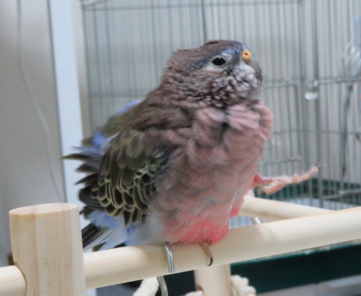 むぎ アキクサインコ 今年も爆毛アキクサ アキクサインコ アキクサインコノーマル むぎ アキクサインコ 今年も爆毛アキクサ アキクサインコ アキクサインコノーマル
