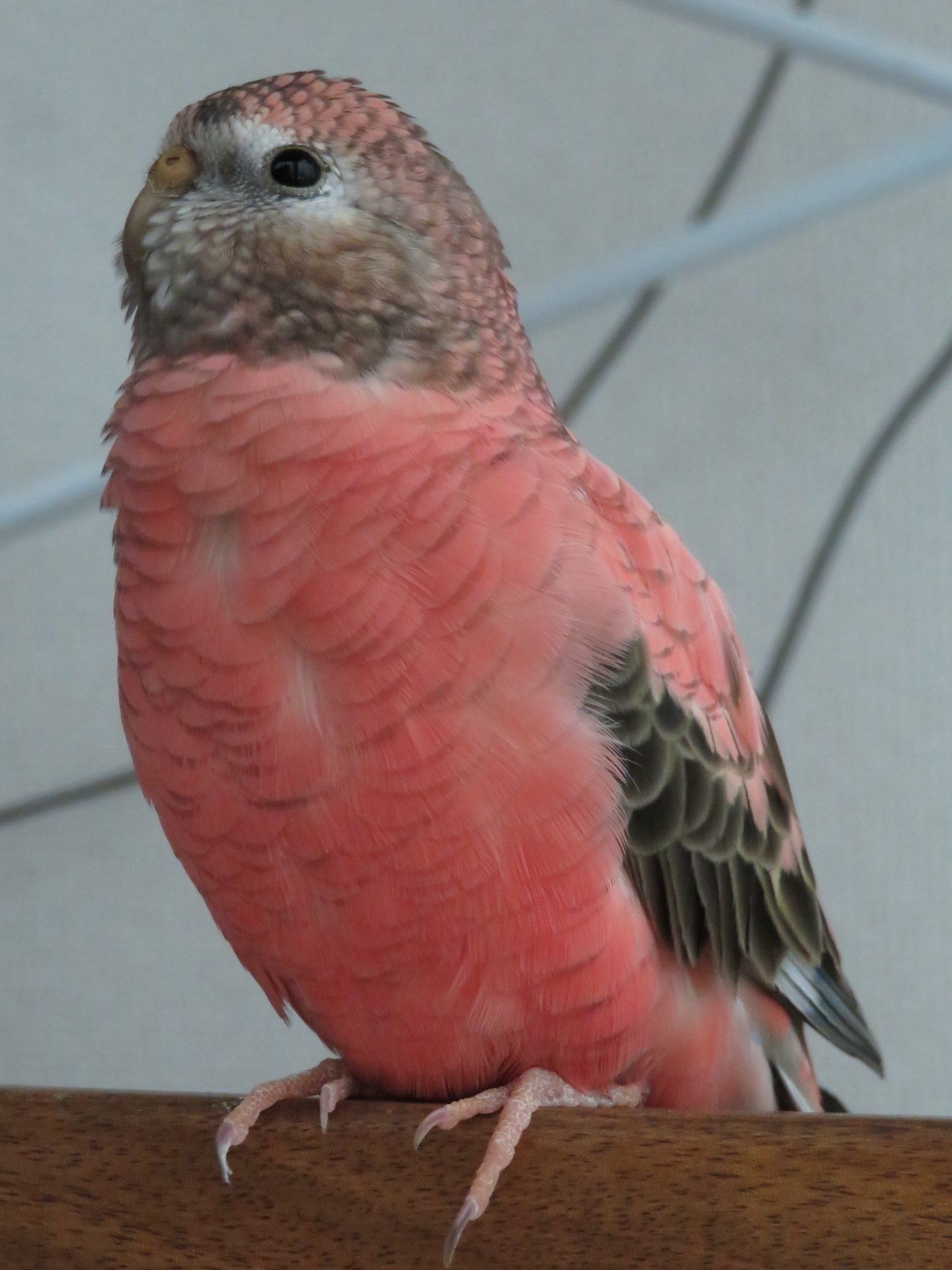 むぎ アキクサインコ Nikaidoumugi21 Twitter
