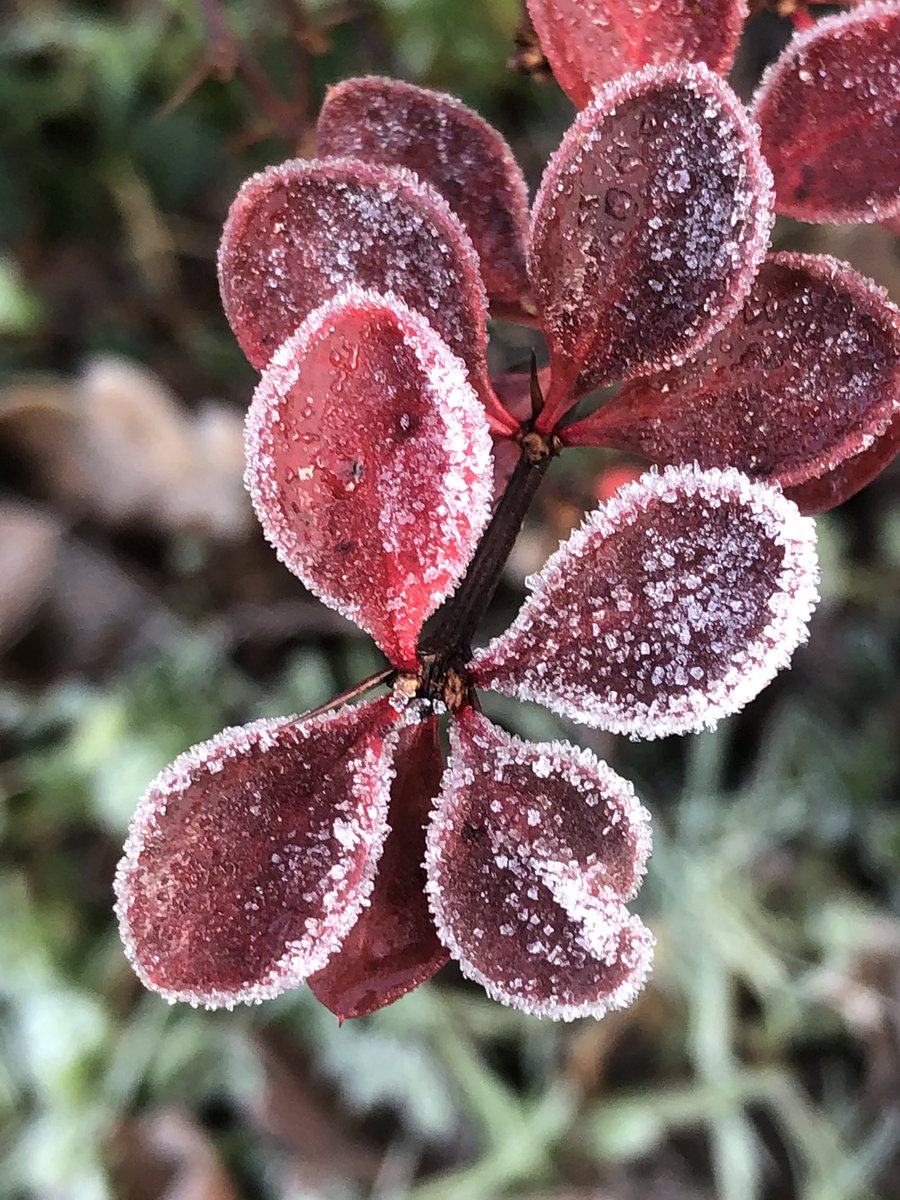 Manolamedia's tweet image. Stunning morning managed to take these with my phone but decided 2021 going to take my camera around with me more. #firstdayof2021 #lifegoals #lovephotography  #photography #m  #ice #mothernature #mothernaturesbeauty #saltash @WCornwallHour @ILoveCornwallUK @CornwallLifeMag
