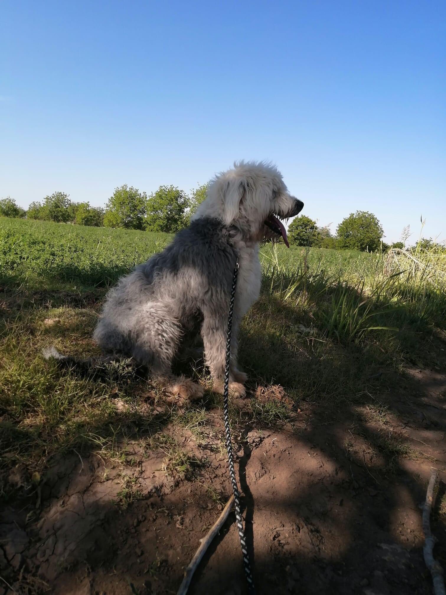 El Perro Antiguo De Pastor Inglés o Bobtail - Razas de Perros