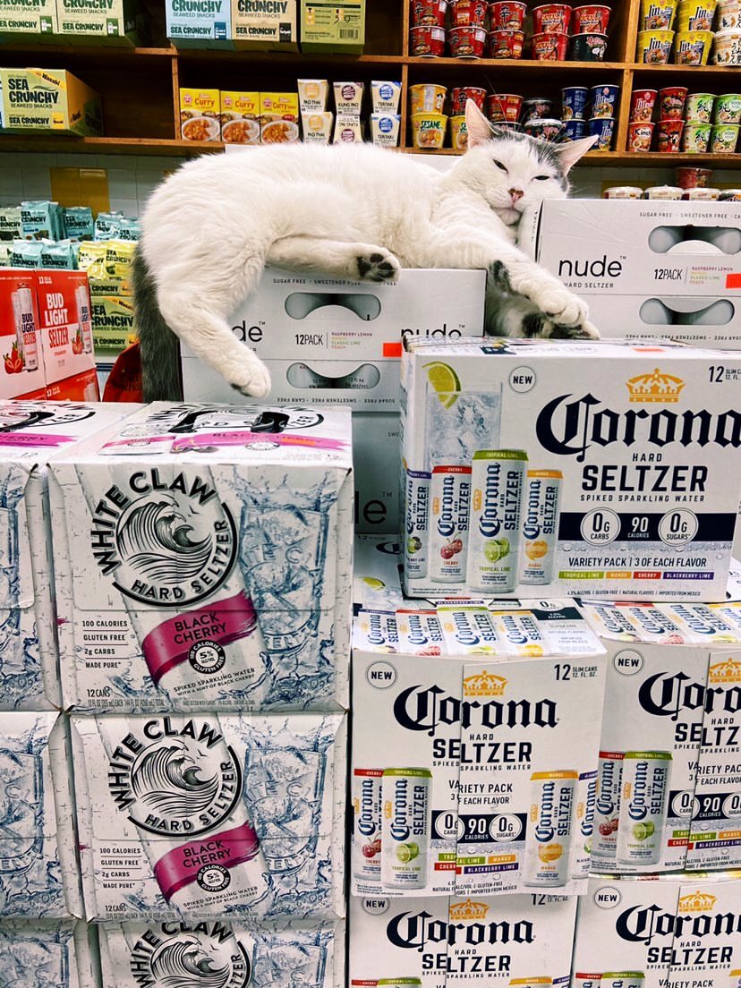 Bodegacats_ tweet picture