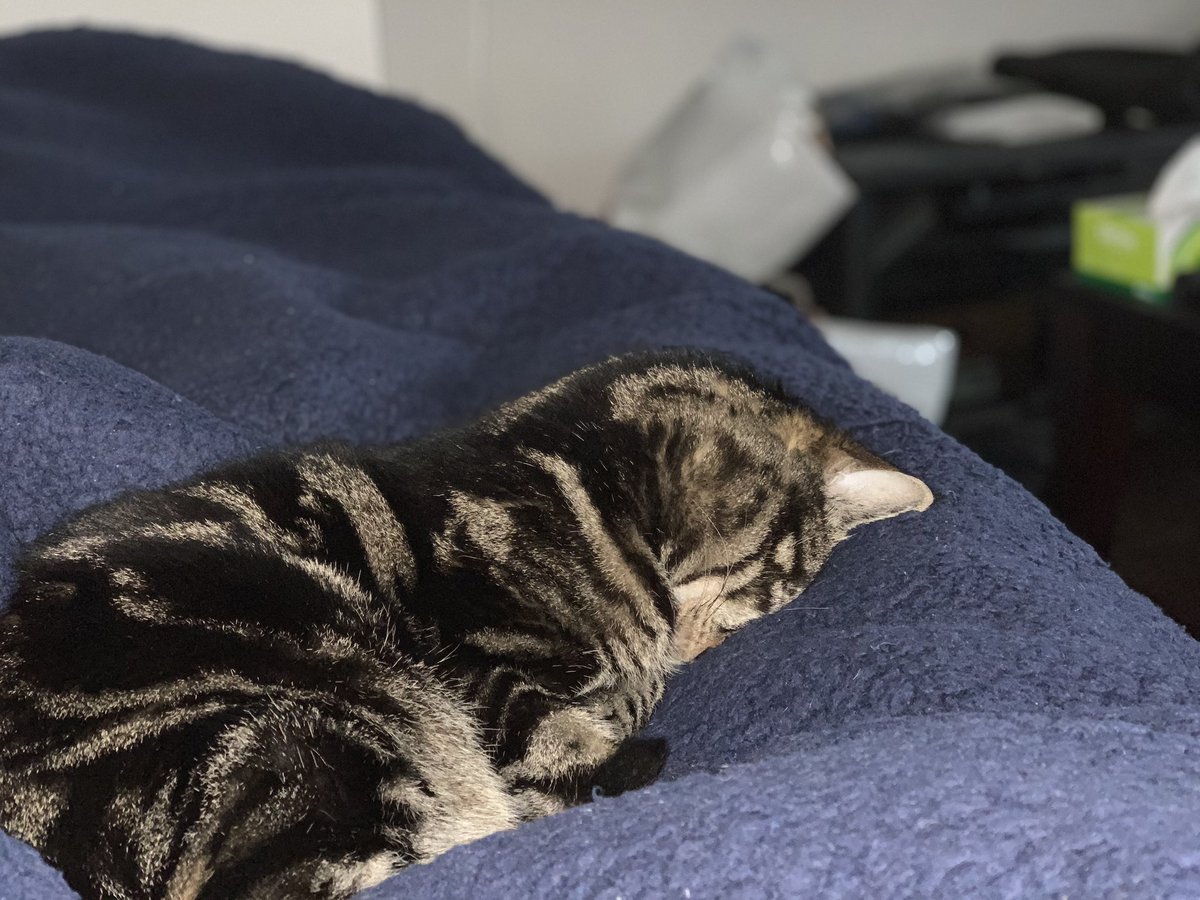 土下座猫 Twitter Search 土下座猫 Twitter Search