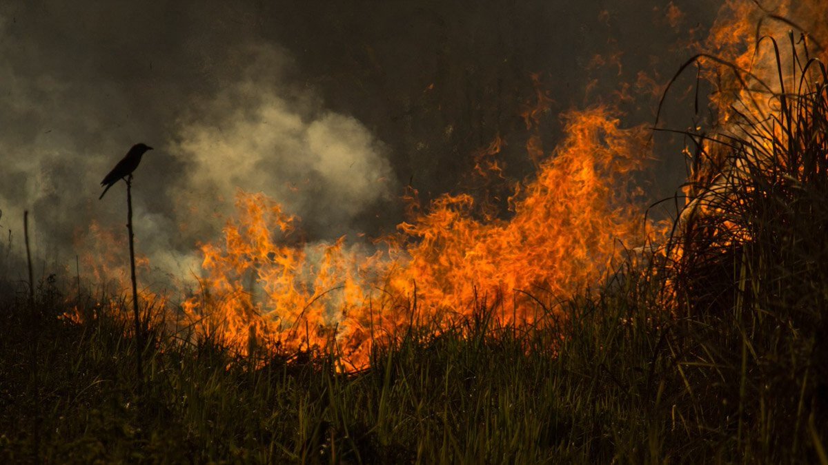 Variations on the same theme 2