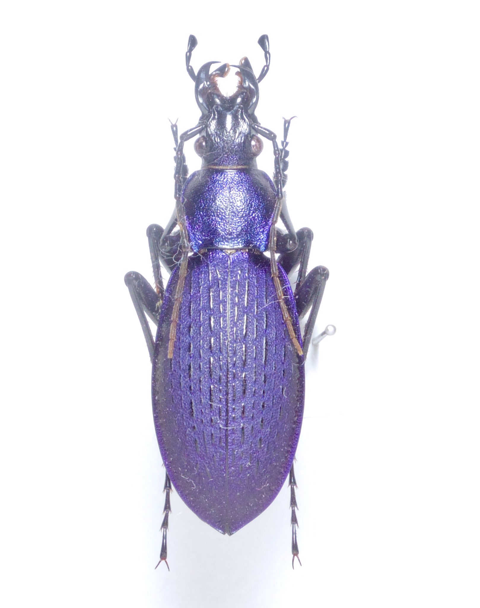 BUGS-DESIGN on X: 