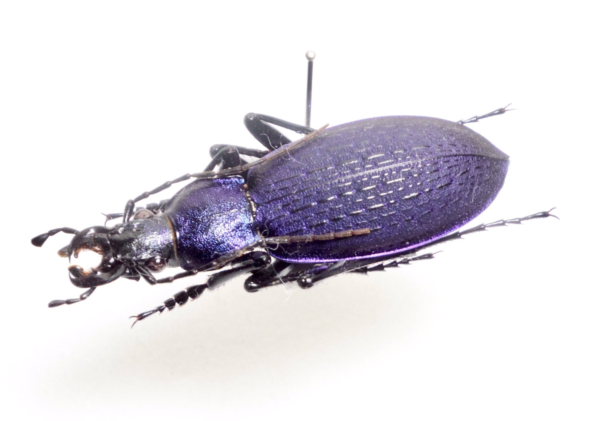 超美麗アオカブリモドキ（智異山）