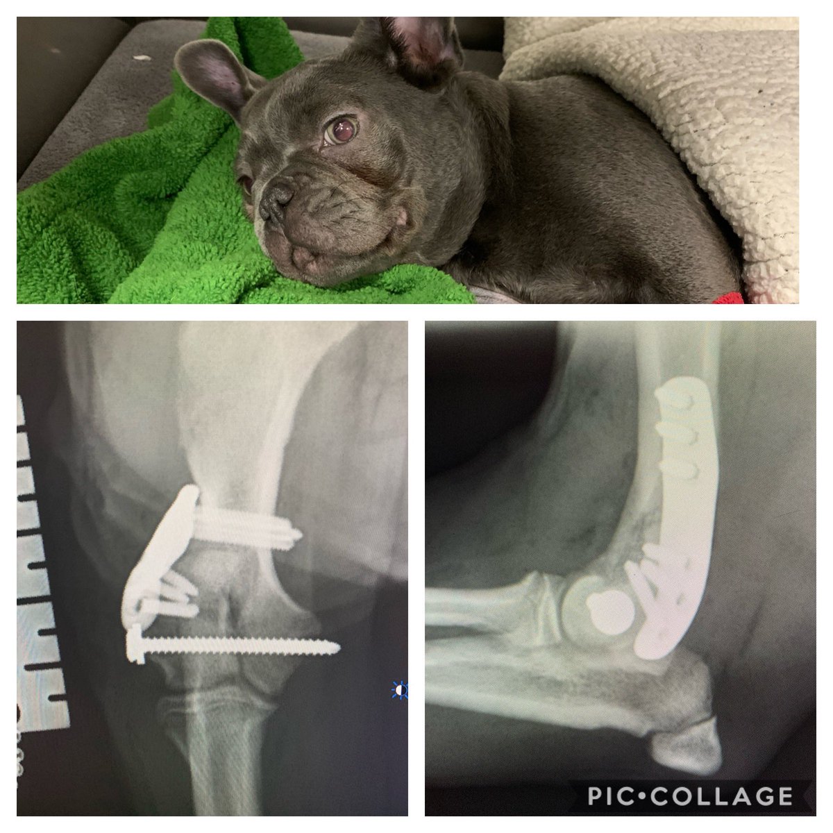 Ready to move on from 2020, Bluebell is now sporting the very nifty French Bulldog LEAP from <a href="/FusionImplants/">Fusion Implants</a>. Nice to save time on a difficult fracture late on NYE! Contact Fusion about implants and training. @CGVetSpecialist #vetortho