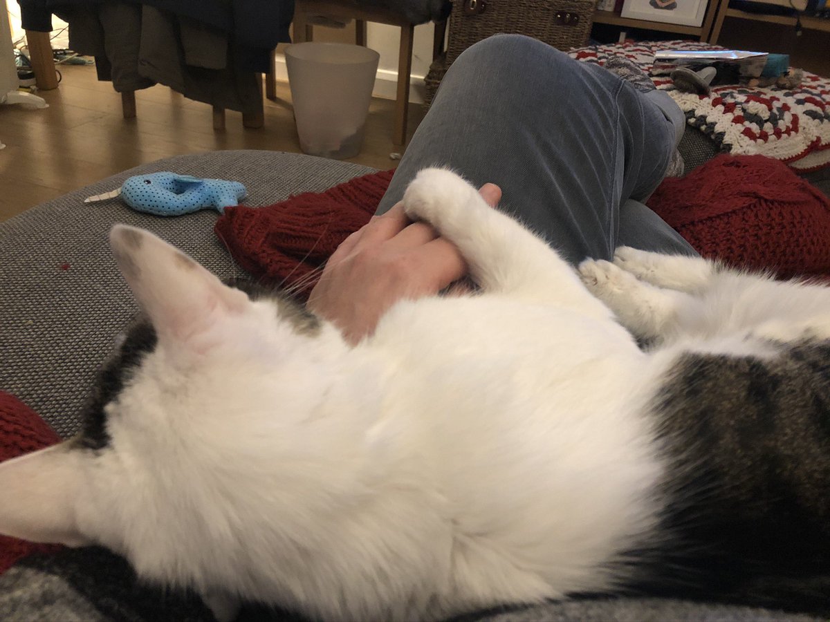 Right, as promised, the Pingosaurus recaps the year in cats... we start in January, which was tinged with sadness as we said goodbye to the best cat of all, my Graeme.