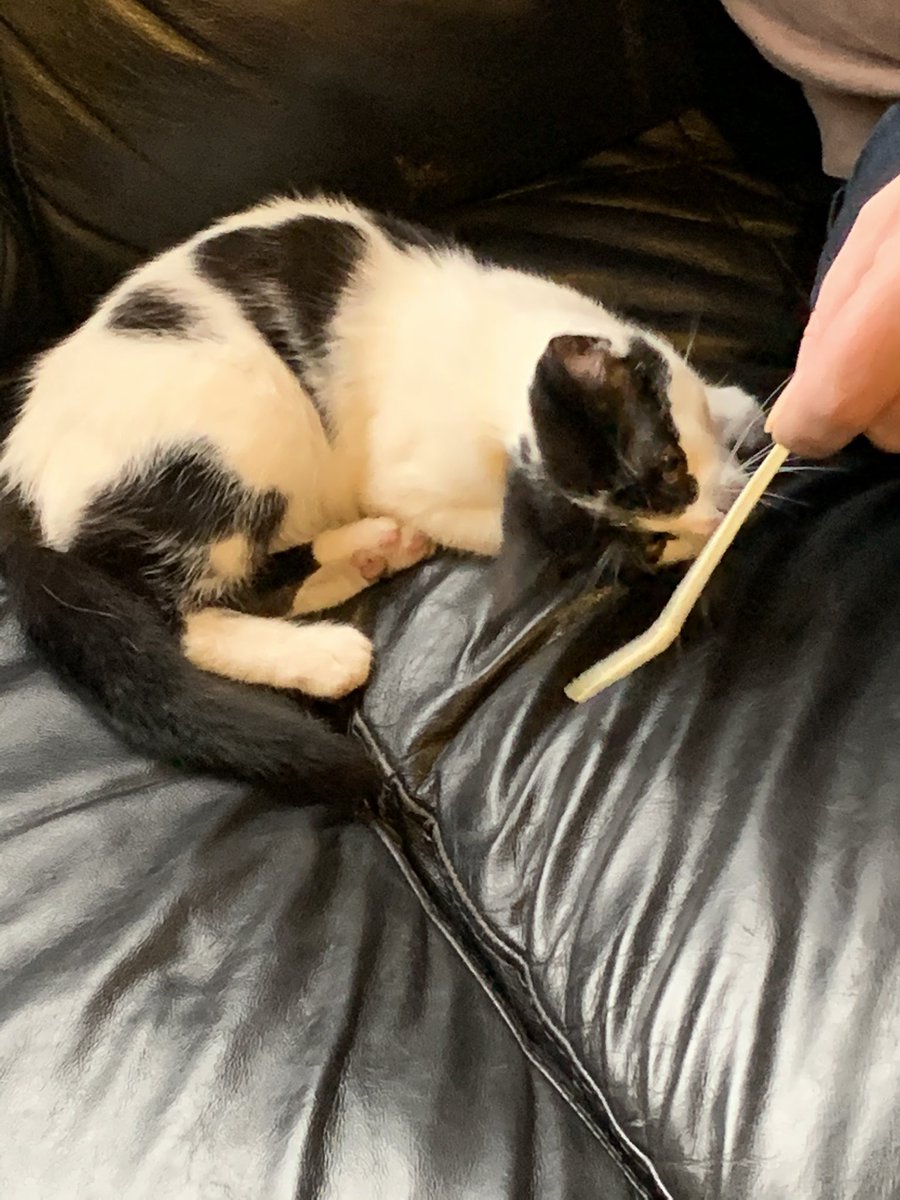 February brought a new kitten companion, as my local pub, the aptly named “Cat and Wheel” got a new kitten, named Toby. We were soon to discover that Toby was in fact a girl, and was rechristened Tobi with much fanfare