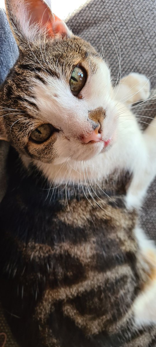 The warm weather in June meant that we had the patio doors open, meaning that  #notmycat was a regular visitor, and was feeling a lot more at home.