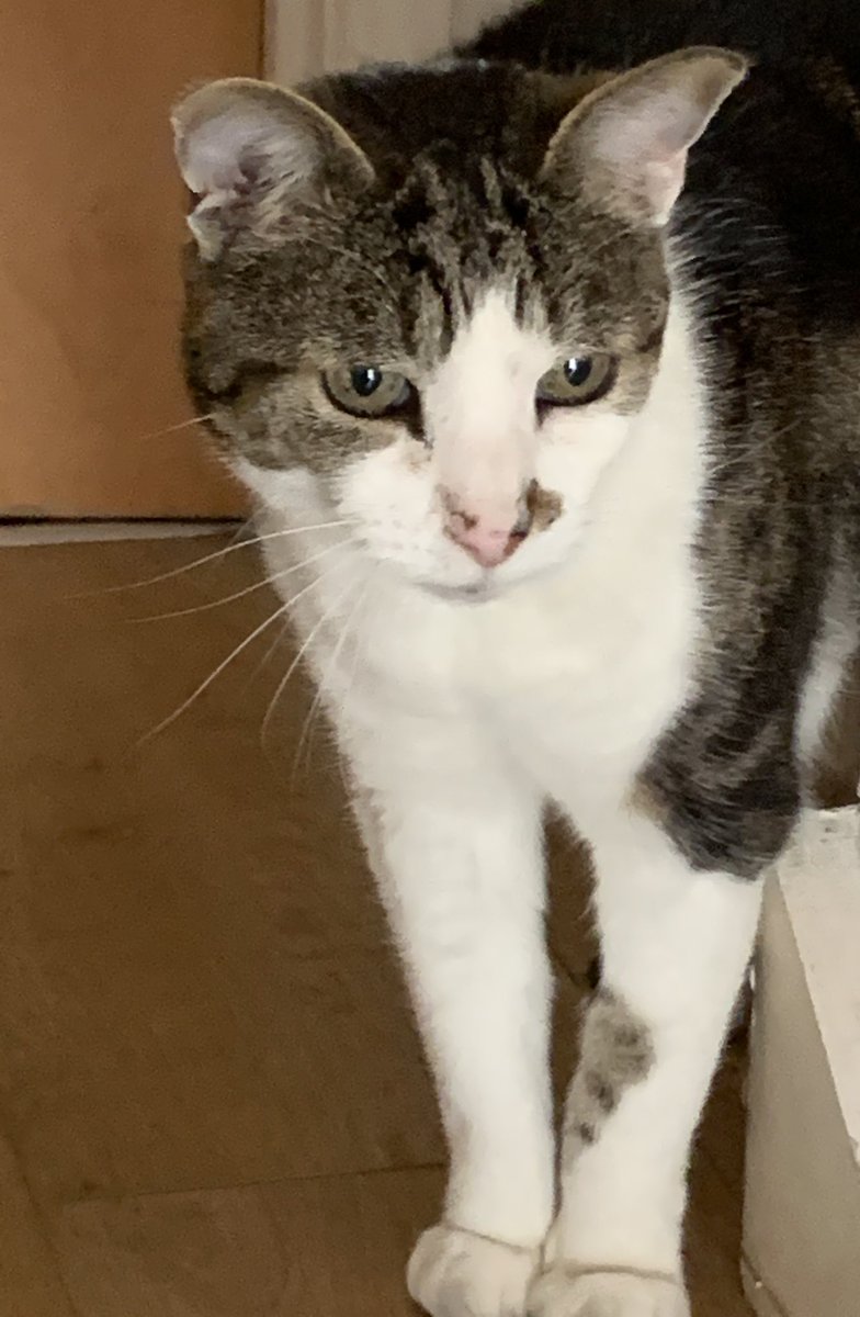 April lasted for six years, but with it came the first fleeting sighting of the legend that was to become known as  #notmycat !