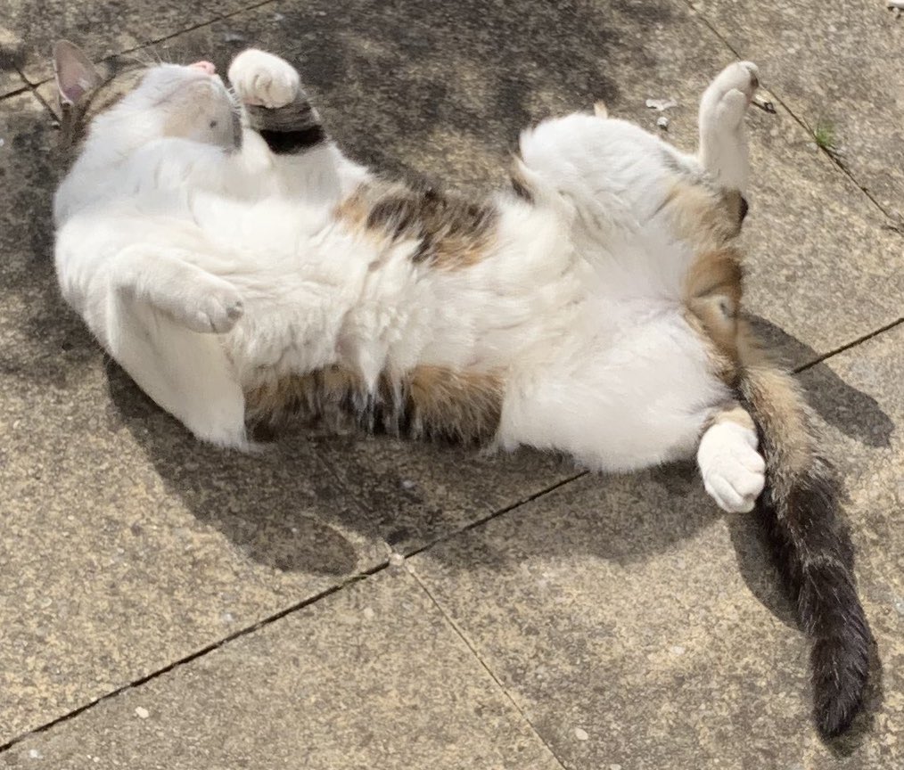 By May,  #notmycat was visiting daily and while he was clearly still a bit wary of us, he was enjoying the sunshine on the patio and would spend hours rolling around, showing off impressive belleh floof.