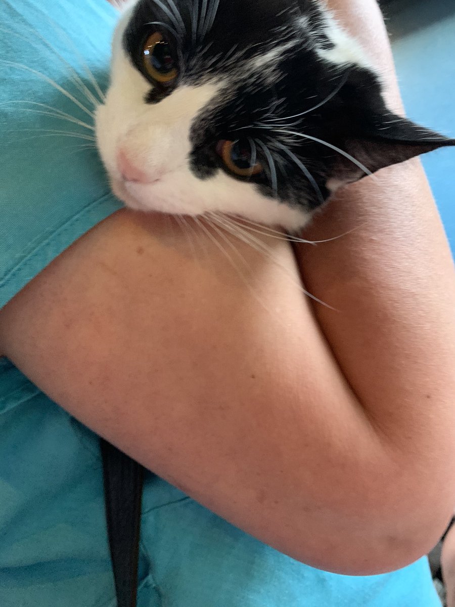 Remember in august when we thought everything was going back to normal? Yeah, me too. We got to see Tobi again, and spend my annual leave hanging out with  #notmycat