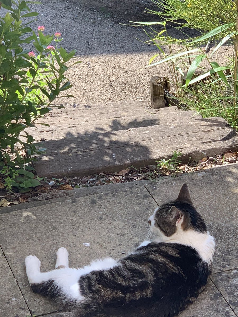 Remember in august when we thought everything was going back to normal? Yeah, me too. We got to see Tobi again, and spend my annual leave hanging out with  #notmycat