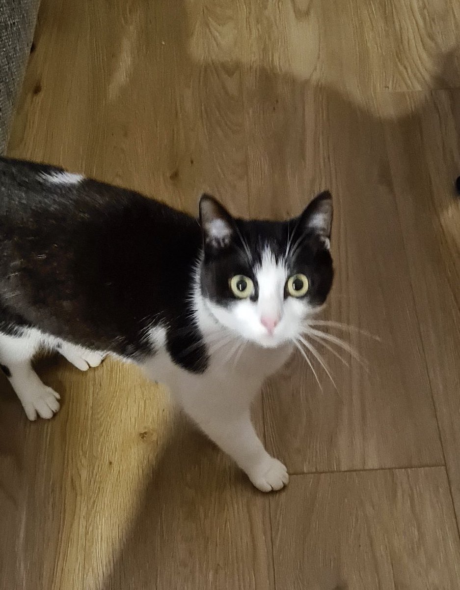 But September also brought something else. As well as the regular visits by  #notmycat, a new cat arrived, right at the end up the month. This, we would realise, was  #notmycateither