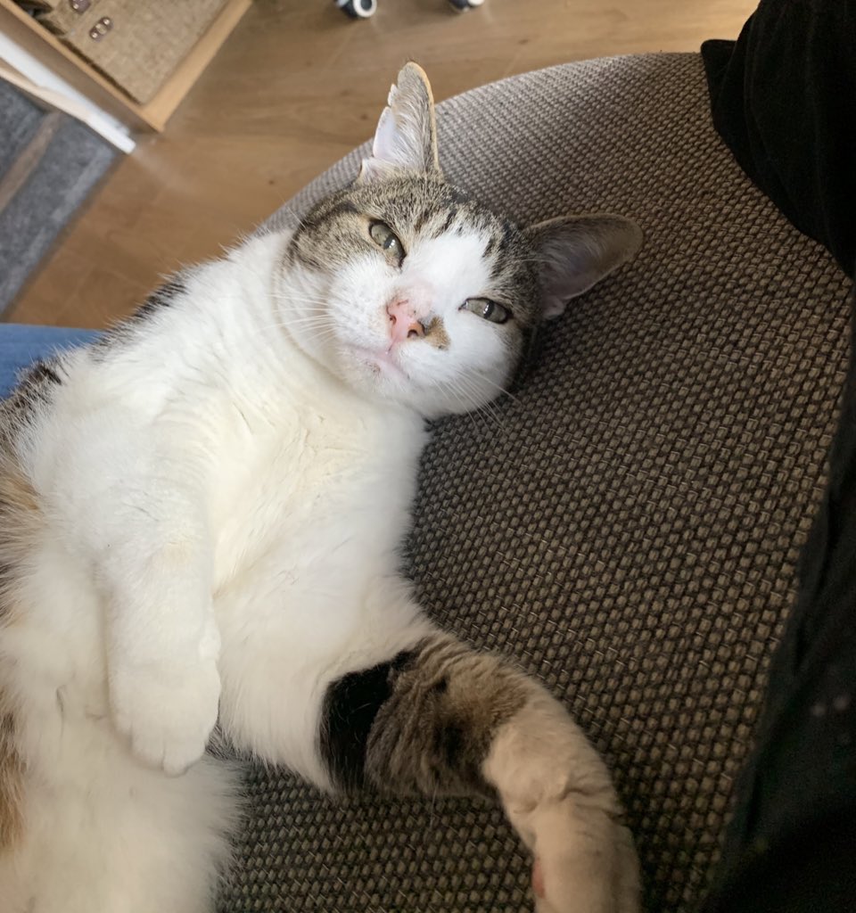 October brought with it my birthday, and to my delight, a visit from both the  #notmycats